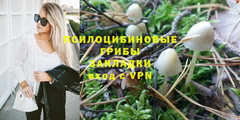 Псилоцибиновые грибы Psilocybine cubensis  наркошоп  Жирновск 